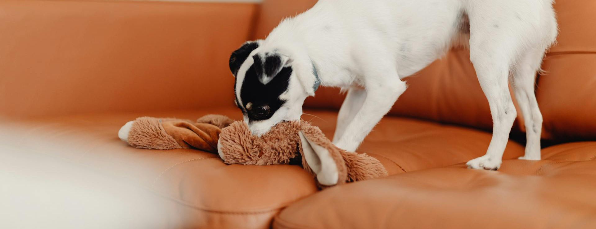 Dierenwinkel -Dierenwinkel pexels karolina grabowska 5942484