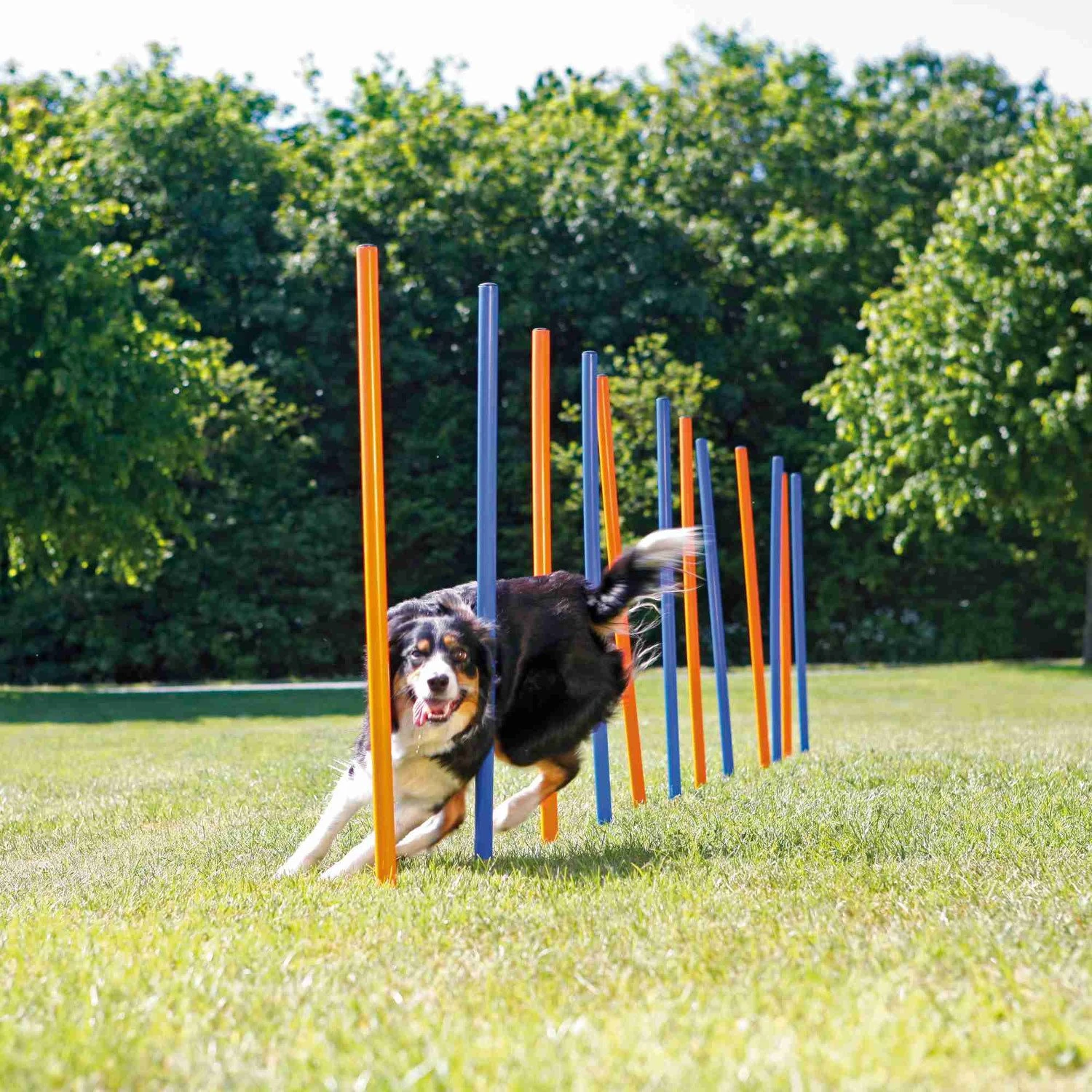 Trixie Trixie Agility Slalom - ø 3 × 115 Cm - 12 Stokken 2 Trixie Trixie Agility Slalom - ø 3 × 115 Cm - 12 Stokken - Afbeelding 2