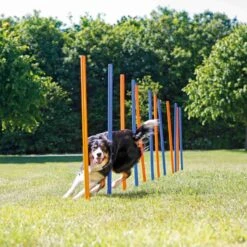 Trixie Trixie Agility Slalom - ø 3 × 115 Cm - 12 Stokken 6 Trixie Trixie Agility Slalom - ø 3 × 115 Cm - 12 Stokken -Dierenwinkel trixie trixie agility slalom o 3 115 cm 12 stokken 2